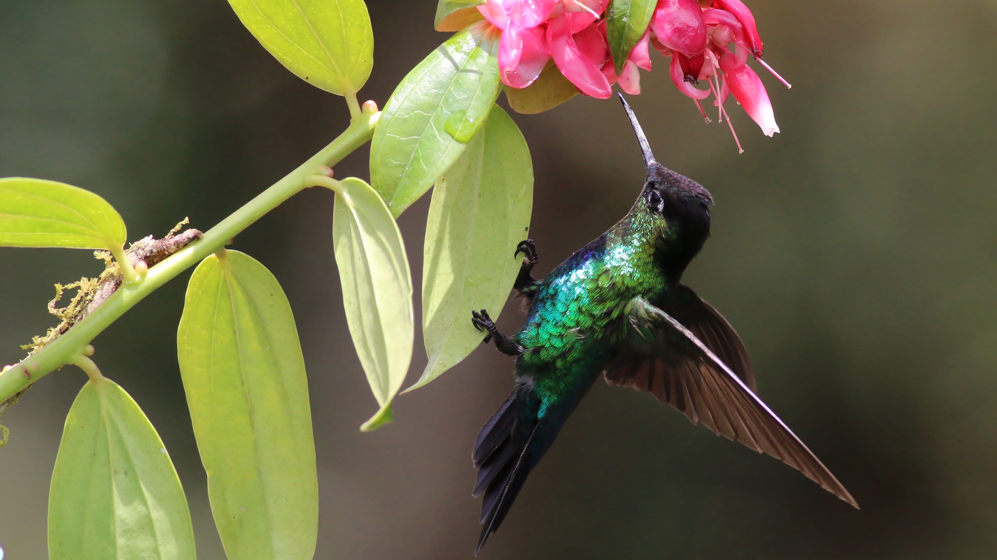 Green-crowned Brilliant